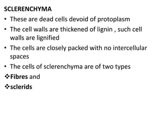 SCLERENCHYMA
• These are dead cells devoid of protoplasm
• The cell walls are thickened of lignin , such cell
walls are lignified
• The cells are closely packed with no intercellular
spaces
• The cells of sclerenchyma are of two types
Fibres and
sclerids
 