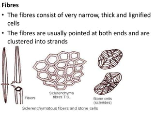 Fibres
• The fibres consist of very narrow, thick and lignified
cells
• The fibres are usually pointed at both ends and are
clustered into strands
 