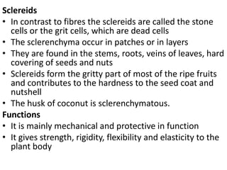 Sclereids
• In contrast to fibres the sclereids are called the stone
cells or the grit cells, which are dead cells
• The sclerenchyma occur in patches or in layers
• They are found in the stems, roots, veins of leaves, hard
covering of seeds and nuts
• Sclereids form the gritty part of most of the ripe fruits
and contributes to the hardness to the seed coat and
nutshell
• The husk of coconut is sclerenchymatous.
Functions
• It is mainly mechanical and protective in function
• It gives strength, rigidity, flexibility and elasticity to the
plant body
 