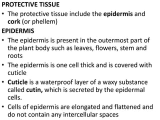 PROTECTIVE TISSUE
• The protective tissue include the epidermis and
cork (or phellem)
EPIDERMIS
• The epidermis is present in the outermost part of
the plant body such as leaves, flowers, stem and
roots
• The epidermis is one cell thick and is covered with
cuticle
• Cuticle is a waterproof layer of a waxy substance
called cutin, which is secreted by the epidermal
cells.
• Cells of epidermis are elongated and flattened and
do not contain any intercellular spaces
 