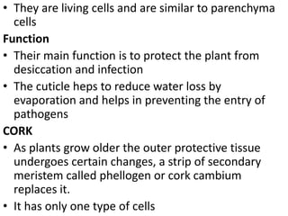 • They are living cells and are similar to parenchyma
cells
Function
• Their main function is to protect the plant from
desiccation and infection
• The cuticle heps to reduce water loss by
evaporation and helps in preventing the entry of
pathogens
CORK
• As plants grow older the outer protective tissue
undergoes certain changes, a strip of secondary
meristem called phellogen or cork cambium
replaces it.
• It has only one type of cells
 