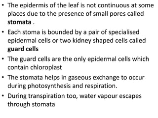 • The epidermis of the leaf is not continuous at some
places due to the presence of small pores called
stomata .
• Each stoma is bounded by a pair of specialised
epidermal cells or two kidney shaped cells called
guard cells
• The guard cells are the only epidermal cells which
contain chloroplast
• The stomata helps in gaseous exchange to occur
during photosynthesis and respiration.
• During transpiration too, water vapour escapes
through stomata
 