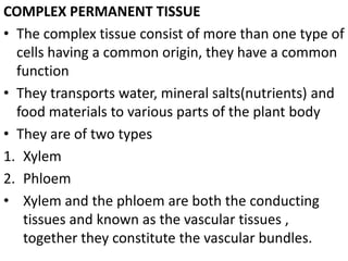 COMPLEX PERMANENT TISSUE
• The complex tissue consist of more than one type of
cells having a common origin, they have a common
function
• They transports water, mineral salts(nutrients) and
food materials to various parts of the plant body
• They are of two types
1. Xylem
2. Phloem
• Xylem and the phloem are both the conducting
tissues and known as the vascular tissues ,
together they constitute the vascular bundles.
 