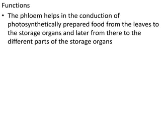 Functions
• The phloem helps in the conduction of
photosynthetically prepared food from the leaves to
the storage organs and later from there to the
different parts of the storage organs
 