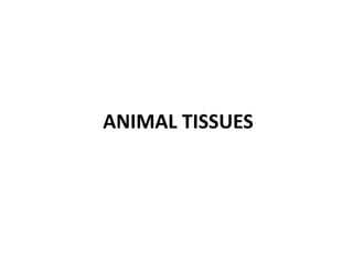 ANIMAL TISSUES
 