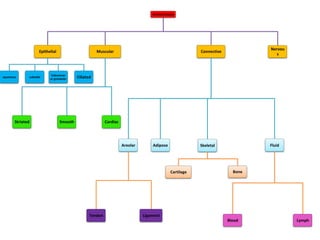 Animal tissues
Epithelial
squamous cuboidal
Coloumnar
or grandular Ciliated
Muscular
Striated Smooth Cardiac
Connective
Areolar
Tendon Ligament
Adipose Skeletal
Cartilage Bone
Fluid
Blood Lymph
Nervou
s
 