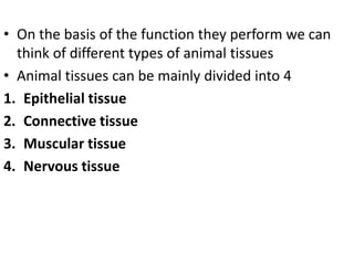 • On the basis of the function they perform we can
think of different types of animal tissues
• Animal tissues can be mainly divided into 4
1. Epithelial tissue
2. Connective tissue
3. Muscular tissue
4. Nervous tissue
 