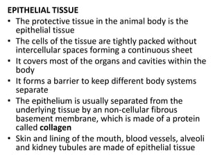 EPITHELIAL TISSUE
• The protective tissue in the animal body is the
epithelial tissue
• The cells of the tissue are tightly packed without
intercellular spaces forming a continuous sheet
• It covers most of the organs and cavities within the
body
• It forms a barrier to keep different body systems
separate
• The epithelium is usually separated from the
underlying tissue by an non-cellular fibrous
basement membrane, which is made of a protein
called collagen
• Skin and lining of the mouth, blood vessels, alveoli
and kidney tubules are made of epithelial tissue
 
