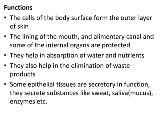 Functions
• The cells of the body surface form the outer layer
of skin
• The lining of the mouth, and alimentary canal and
some of the internal organs are protected
• They help in absorption of water and nutrients
• They also help in the elimination of waste
products
• Some epithelial tissues are secretory in function,
they secrete substances like sweat, saliva(mucus),
enzymes etc.
 