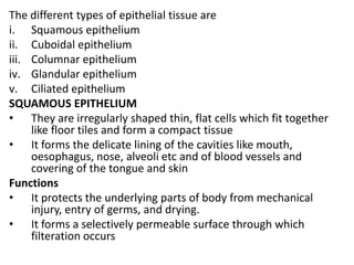 The different types of epithelial tissue are
i. Squamous epithelium
ii. Cuboidal epithelium
iii. Columnar epithelium
iv. Glandular epithelium
v. Ciliated epithelium
SQUAMOUS EPITHELIUM
• They are irregularly shaped thin, flat cells which fit together
like floor tiles and form a compact tissue
• It forms the delicate lining of the cavities like mouth,
oesophagus, nose, alveoli etc and of blood vessels and
covering of the tongue and skin
Functions
• It protects the underlying parts of body from mechanical
injury, entry of germs, and drying.
• It forms a selectively permeable surface through which
filteration occurs
 