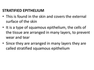 STRATIFIED EPITHELIUM
• This is found in the skin and covers the external
surface of the skin
• It is a type of squamous epithelium, the cells of
the tissue are arranged in many layers, to prevent
wear and tear
• Since they are arranged in many layers they are
called stratified squamous epithelium
 
