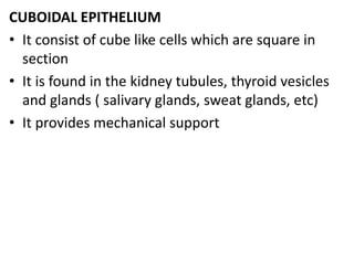 CUBOIDAL EPITHELIUM
• It consist of cube like cells which are square in
section
• It is found in the kidney tubules, thyroid vesicles
and glands ( salivary glands, sweat glands, etc)
• It provides mechanical support
 