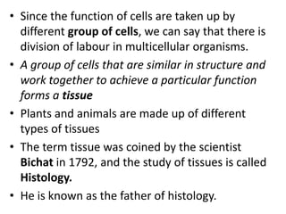• Since the function of cells are taken up by
different group of cells, we can say that there is
division of labour in multicellular organisms.
• A group of cells that are similar in structure and
work together to achieve a particular function
forms a tissue
• Plants and animals are made up of different
types of tissues
• The term tissue was coined by the scientist
Bichat in 1792, and the study of tissues is called
Histology.
• He is known as the father of histology.
 