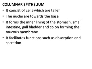 COLUMNAR EPITHELIUM
• It consist of cells which are taller
• The nuclei are towards the base
• It forms the inner lining of the stomach, small
intestine, gall bladder and colon forming the
mucous membrane
• It facilitates functions such as absorption and
secretion
 