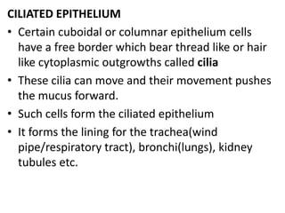 CILIATED EPITHELIUM
• Certain cuboidal or columnar epithelium cells
have a free border which bear thread like or hair
like cytoplasmic outgrowths called cilia
• These cilia can move and their movement pushes
the mucus forward.
• Such cells form the ciliated epithelium
• It forms the lining for the trachea(wind
pipe/respiratory tract), bronchi(lungs), kidney
tubules etc.
 