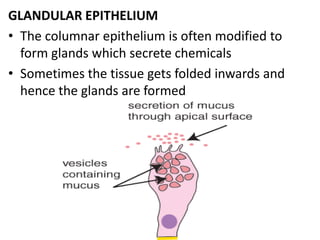 GLANDULAR EPITHELIUM
• The columnar epithelium is often modified to
form glands which secrete chemicals
• Sometimes the tissue gets folded inwards and
hence the glands are formed
 