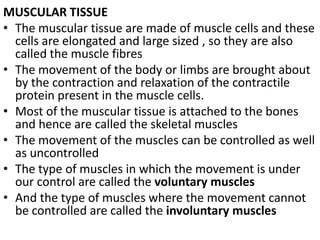 MUSCULAR TISSUE
• The muscular tissue are made of muscle cells and these
cells are elongated and large sized , so they are also
called the muscle fibres
• The movement of the body or limbs are brought about
by the contraction and relaxation of the contractile
protein present in the muscle cells.
• Most of the muscular tissue is attached to the bones
and hence are called the skeletal muscles
• The movement of the muscles can be controlled as well
as uncontrolled
• The type of muscles in which the movement is under
our control are called the voluntary muscles
• And the type of muscles where the movement cannot
be controlled are called the involuntary muscles
 