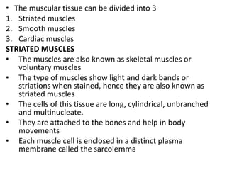 • The muscular tissue can be divided into 3
1. Striated muscles
2. Smooth muscles
3. Cardiac muscles
STRIATED MUSCLES
• The muscles are also known as skeletal muscles or
voluntary muscles
• The type of muscles show light and dark bands or
striations when stained, hence they are also known as
striated muscles
• The cells of this tissue are long, cylindrical, unbranched
and multinucleate.
• They are attached to the bones and help in body
movements
• Each muscle cell is enclosed in a distinct plasma
membrane called the sarcolemma
 