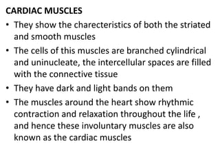 CARDIAC MUSCLES
• They show the charecteristics of both the striated
and smooth muscles
• The cells of this muscles are branched cylindrical
and uninucleate, the intercellular spaces are filled
with the connective tissue
• They have dark and light bands on them
• The muscles around the heart show rhythmic
contraction and relaxation throughout the life ,
and hence these involuntary muscles are also
known as the cardiac muscles
 