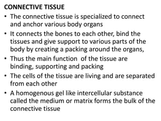 CONNECTIVE TISSUE
• The connective tissue is specialized to connect
and anchor various body organs
• It connects the bones to each other, bind the
tissues and give support to various parts of the
body by creating a packing around the organs,
• Thus the main function of the tissue are
binding, supporting and packing
• The cells of the tissue are living and are separated
from each other
• A homogenous gel like intercellular substance
called the medium or matrix forms the bulk of the
connective tissue
 