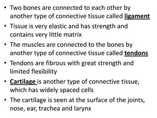 • Two bones are connected to each other by
another type of connective tissue called ligament
• Tissue is very elastic and has strength and
contains very little matrix
• The muscles are connected to the bones by
another type of connective tissue called tendons
• Tendons are fibrous with great strength and
limited flexibility
• Cartilage is another type of connective tissue,
which has widely spaced cells
• The cartilage is seen at the surface of the joints,
nose, ear, trachea and larynx
 