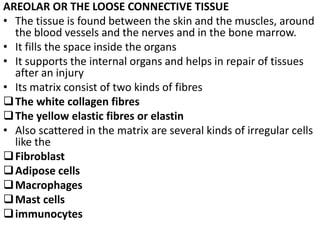 AREOLAR OR THE LOOSE CONNECTIVE TISSUE
• The tissue is found between the skin and the muscles, around
the blood vessels and the nerves and in the bone marrow.
• It fills the space inside the organs
• It supports the internal organs and helps in repair of tissues
after an injury
• Its matrix consist of two kinds of fibres
The white collagen fibres
The yellow elastic fibres or elastin
• Also scattered in the matrix are several kinds of irregular cells
like the
Fibroblast
Adipose cells
Macrophages
Mast cells
immunocytes
 