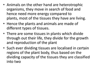 • Animals on the other hand are heterotrophic
organisms, they move in search of food and
hence need more energy compared to
plants, most of the tissues they have are living.
• Hence the plants and animals are made of
different types of tissues.
• There are some tissues in plants which divide
through out their life, they divide for the growth
and reproduction of the plant
• Such ever dividing tissues are localised in certain
regions of the plant body, thus based on the
dividing capacity of the tissues they are classified
into two
 
