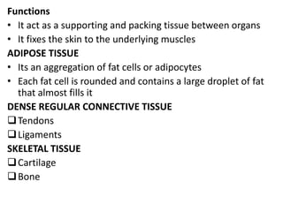 Functions
• It act as a supporting and packing tissue between organs
• It fixes the skin to the underlying muscles
ADIPOSE TISSUE
• Its an aggregation of fat cells or adipocytes
• Each fat cell is rounded and contains a large droplet of fat
that almost fills it
DENSE REGULAR CONNECTIVE TISSUE
Tendons
Ligaments
SKELETAL TISSUE
Cartilage
Bone
 