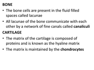 BONE
• The bone cells are present in the fluid filled
spaces called lacunae
• All lacunae of the bone communicate with each
other by a network of fine canals called canaliculi
CARTILAGE
• The matrix of the cartilage is composed of
proteins and is known as the hyaline matrix
• The matrix is maintained by the chondrocytes
 