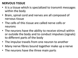 NERVOUS TISSUE
• It is a tissue which is specialized to transmit messages
within the body
• Brain, spinal cord and nerves are all composed of
nervous tissue
• The cells of this tissue are called nerve cells or
neurons
• The neurons have the ability to receive stimuli within
or outside the body and to conduct impulses (signals)
to different parts of the body
• The impulse travels from one neuron to another
• Many nerve fibres bound together make up a nerve
• The neurons have the three main parts
 