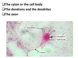 The cyton or the cell body
The dendrons and the dendrites
The axon
 