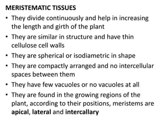 MERISTEMATIC TISSUES
• They divide continuously and help in increasing
the length and girth of the plant
• They are similar in structure and have thin
cellulose cell walls
• They are spherical or isodiametric in shape
• They are compactly arranged and no intercellular
spaces between them
• They have few vacuoles or no vacuoles at all
• They are found in the growing regions of the
plant, according to their positions, meristems are
apical, lateral and intercallary
 