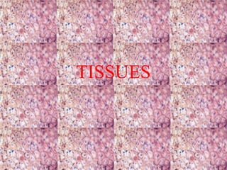 TISSUES

 