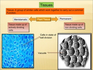 Tissue- A group of similar cells which work together to carry out a common
Function.
Meristamatic Permanent
Tissues
Tissue made up of
actively dividing
cells
Tissue made up of
actively dividing
cells
Tissue made up of
non dividing cells
Tissue made up of
non dividing cells
Vacuole
Cells in state of
cell division
 