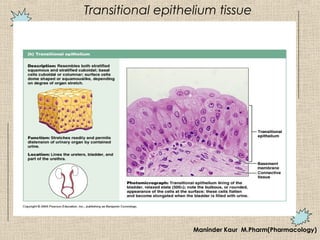 Transitional epithelium tissue
Maninder Kaur M.Pharm(Pharmacology)
 