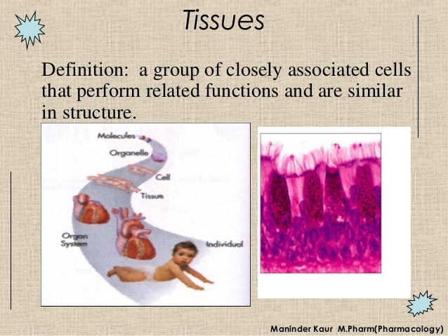 Tissues An Overview Tissues An Overview 2 638 