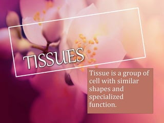 Tissue is a group of
cell with similar
shapes and
specialized
function.
 