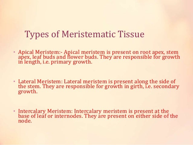2 Different Types Of Meristems Diet