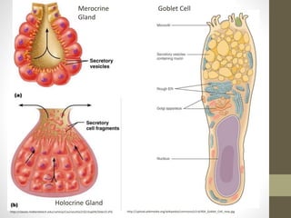 A brief overview of histology. | PPTX