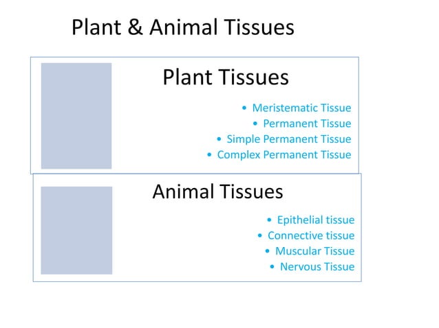 Plants and Animals Tissues | PPTX | Lung and Respiratory Health ...