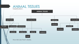 Tissues | PPTX