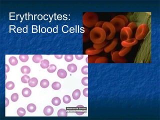 Erythrocytes:
Red Blood Cells
 