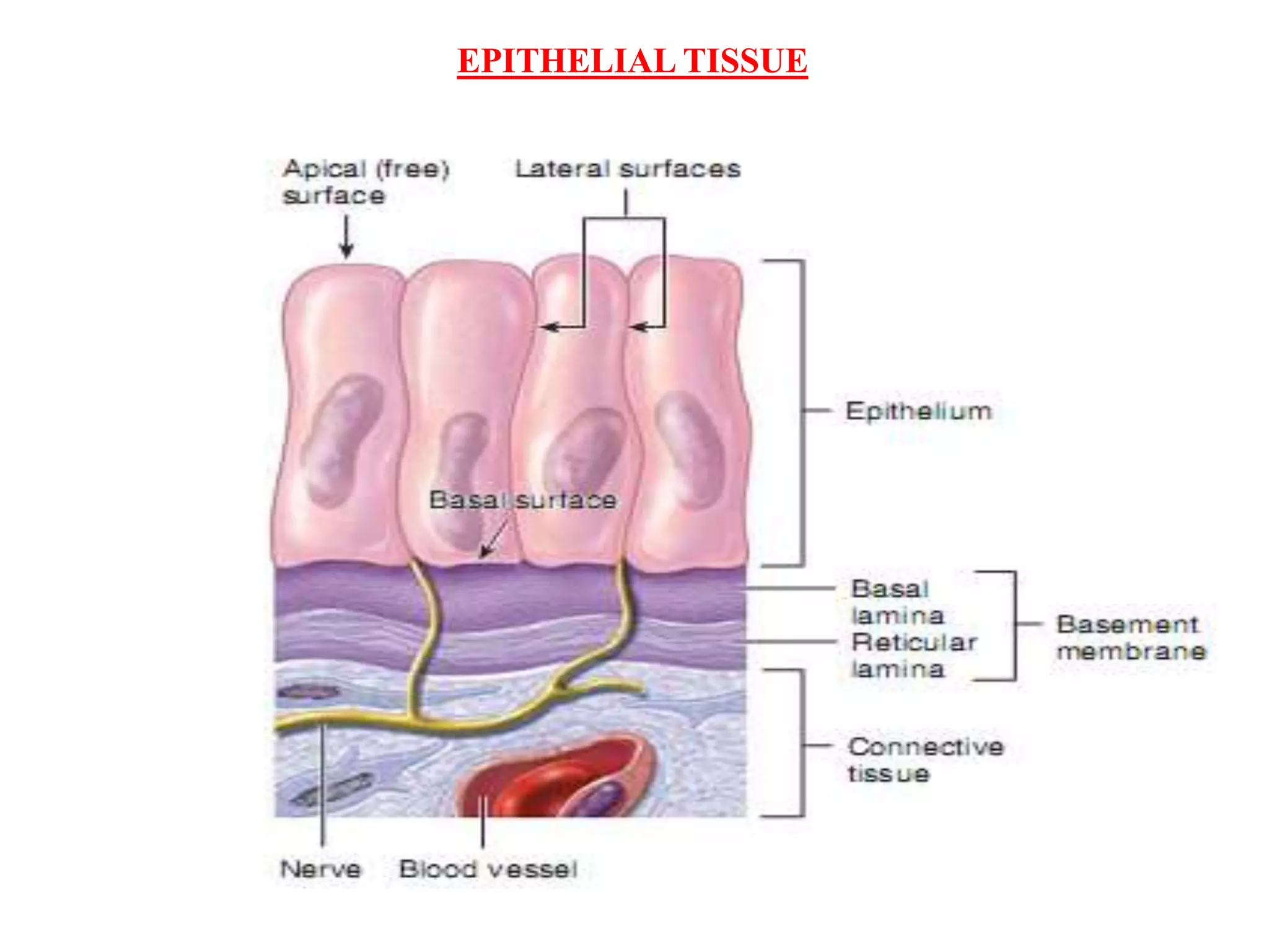 EPITHELIAL TISSUE
 