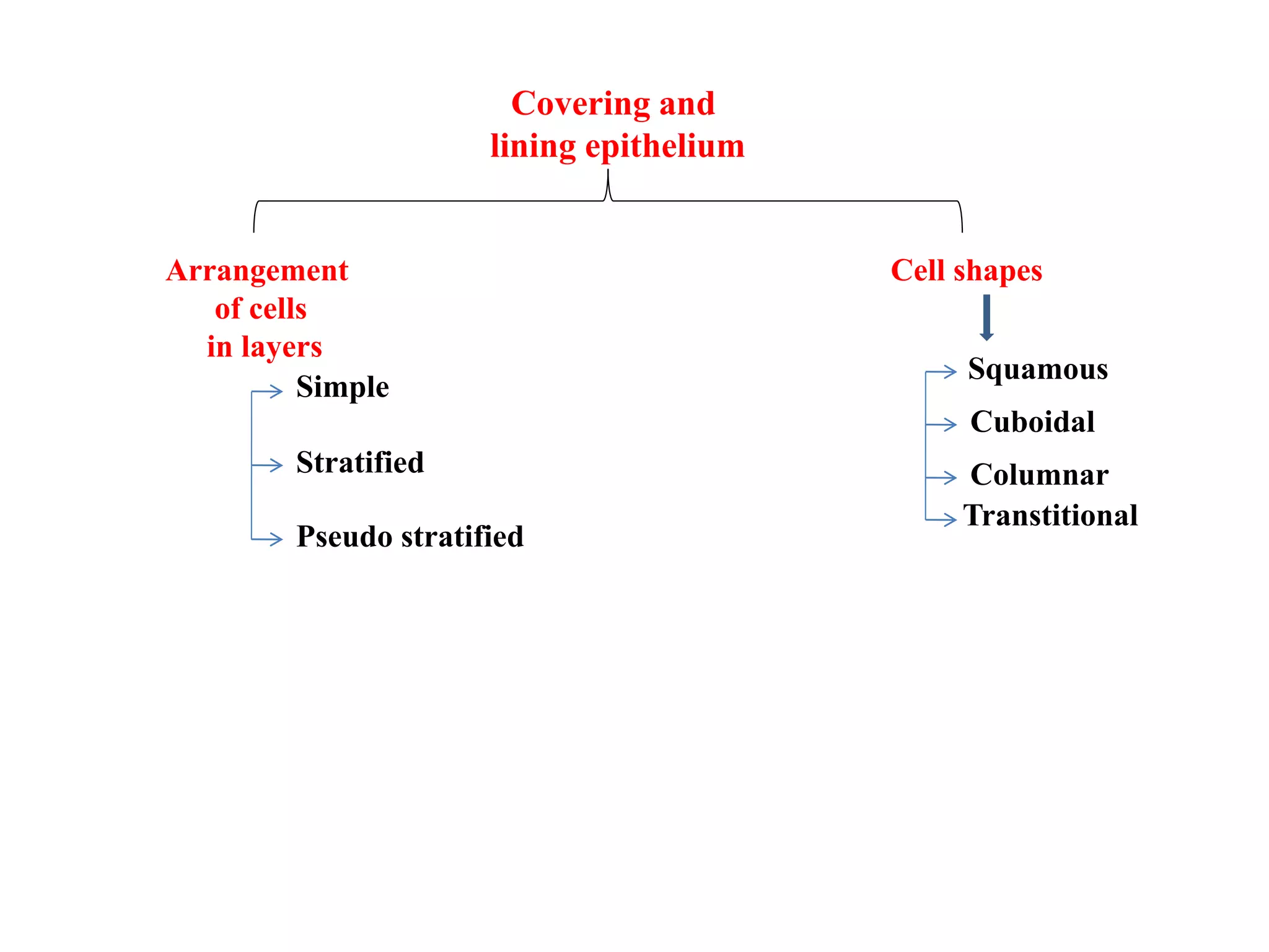 Covering and
lining epithelium
Arrangement
of cells
in layers
Cell shapes
Simple
Stratified
Pseudo stratified
Squamous
Cuboidal
Columnar
Transtitional
 