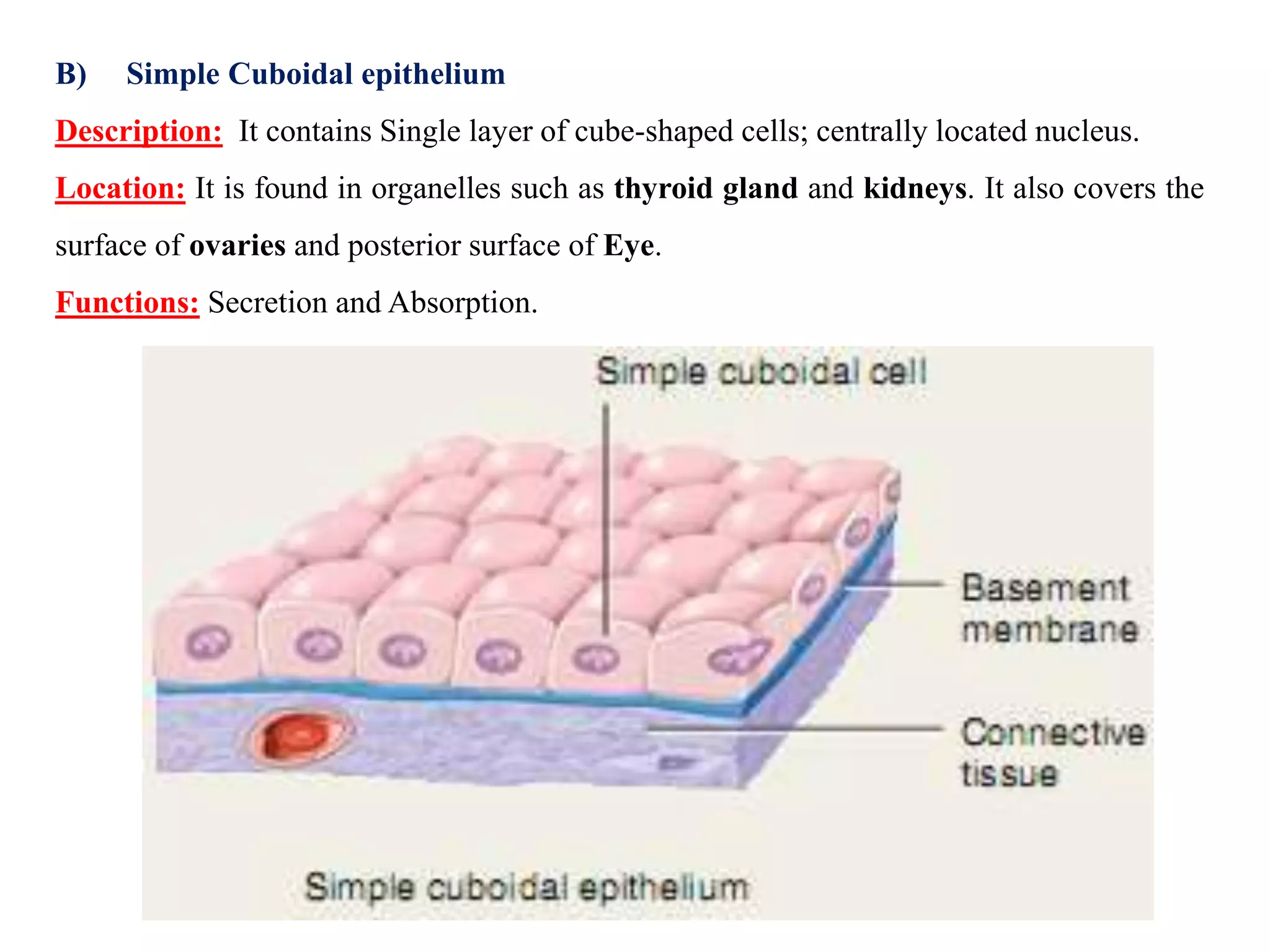 B) Simple Cuboidal epithelium
Description: It contains Single layer of cube-shaped cells; centrally located nucleus.
Location: It is found in organelles such as thyroid gland and kidneys. It also covers the
surface of ovaries and posterior surface of Eye.
Functions: Secretion and Absorption.
 