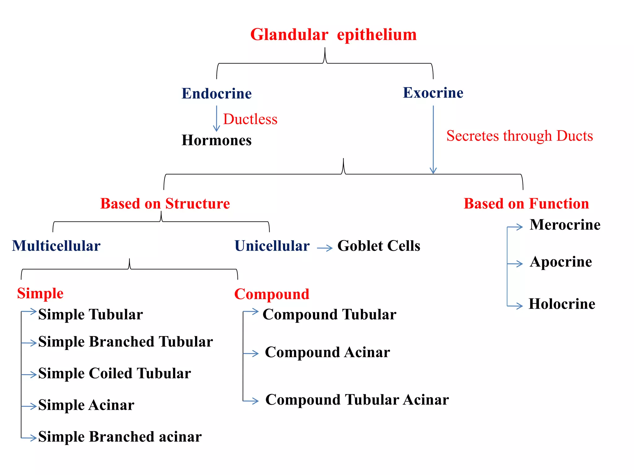 Glandular epithelium
Endocrine Exocrine
Hormones
Based on Structure Based on Function
UnicellularMulticellular
Merocrine
Apocrine
Holocrine
Simple Compound
Simple Tubular
Simple Branched Tubular
Simple Coiled Tubular
Simple Acinar
Simple Branched acinar
Compound Tubular
Compound Acinar
Compound Tubular Acinar
Goblet Cells
Ductless
Secretes through Ducts
 