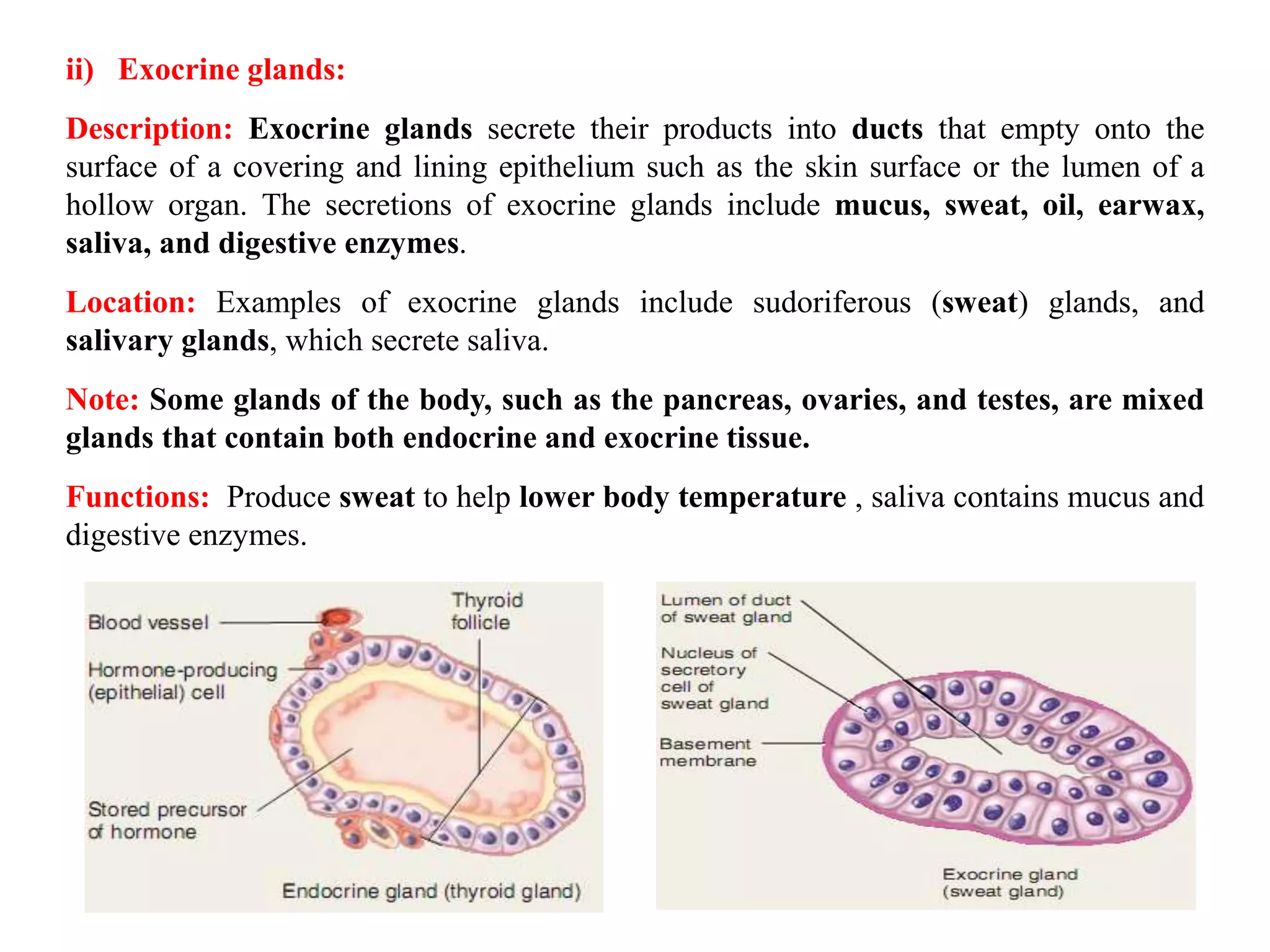 ii) Exocrine glands:
Description: Exocrine glands secrete their products into ducts that empty onto the
surface of a covering and lining epithelium such as the skin surface or the lumen of a
hollow organ. The secretions of exocrine glands include mucus, sweat, oil, earwax,
saliva, and digestive enzymes.
Location: Examples of exocrine glands include sudoriferous (sweat) glands, and
salivary glands, which secrete saliva.
Note: Some glands of the body, such as the pancreas, ovaries, and testes, are mixed
glands that contain both endocrine and exocrine tissue.
Functions: Produce sweat to help lower body temperature , saliva contains mucus and
digestive enzymes.
 