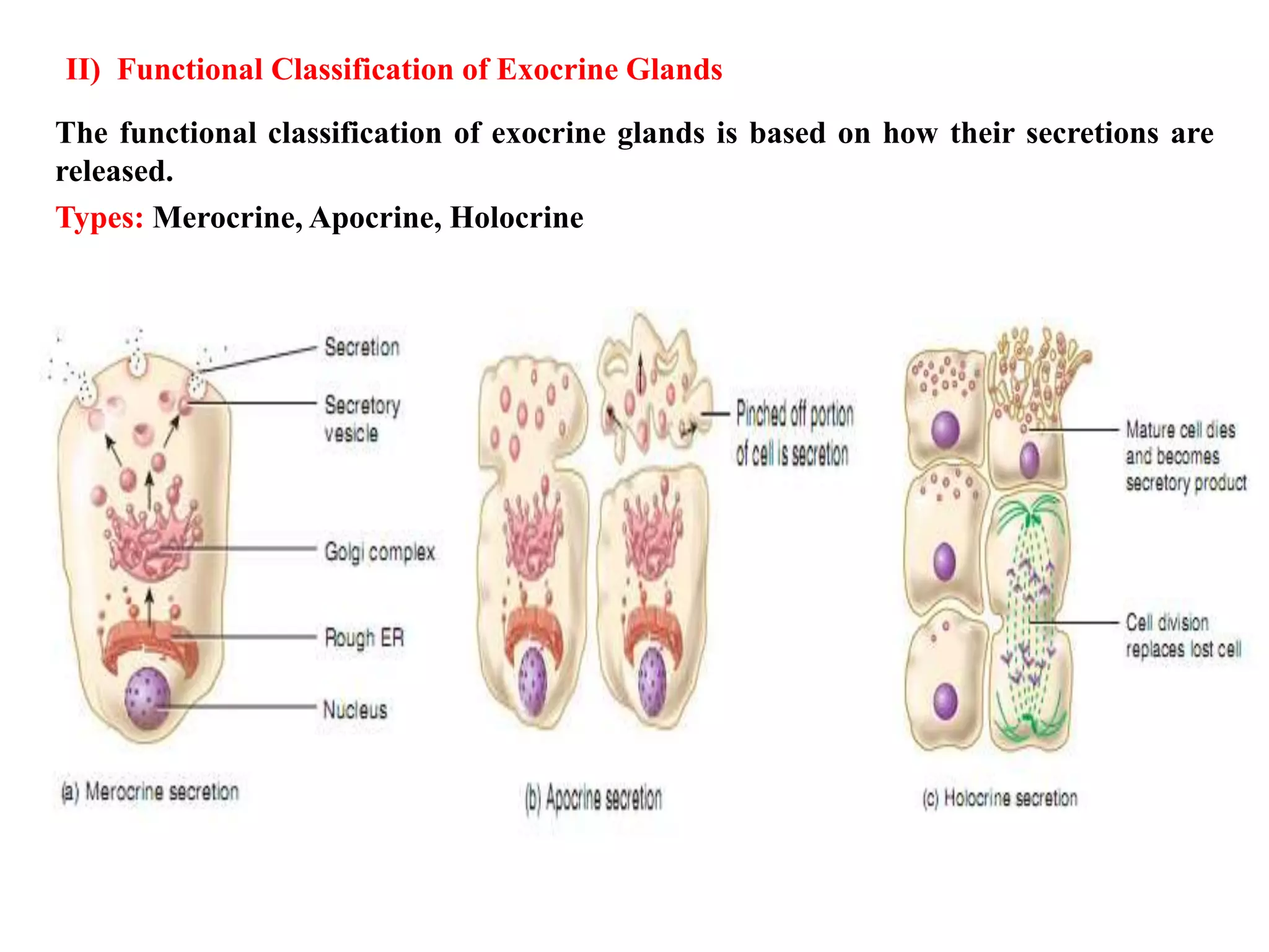 II) Functional Classification of Exocrine Glands
The functional classification of exocrine glands is based on how their secretions are
released.
Types: Merocrine, Apocrine, Holocrine
 
