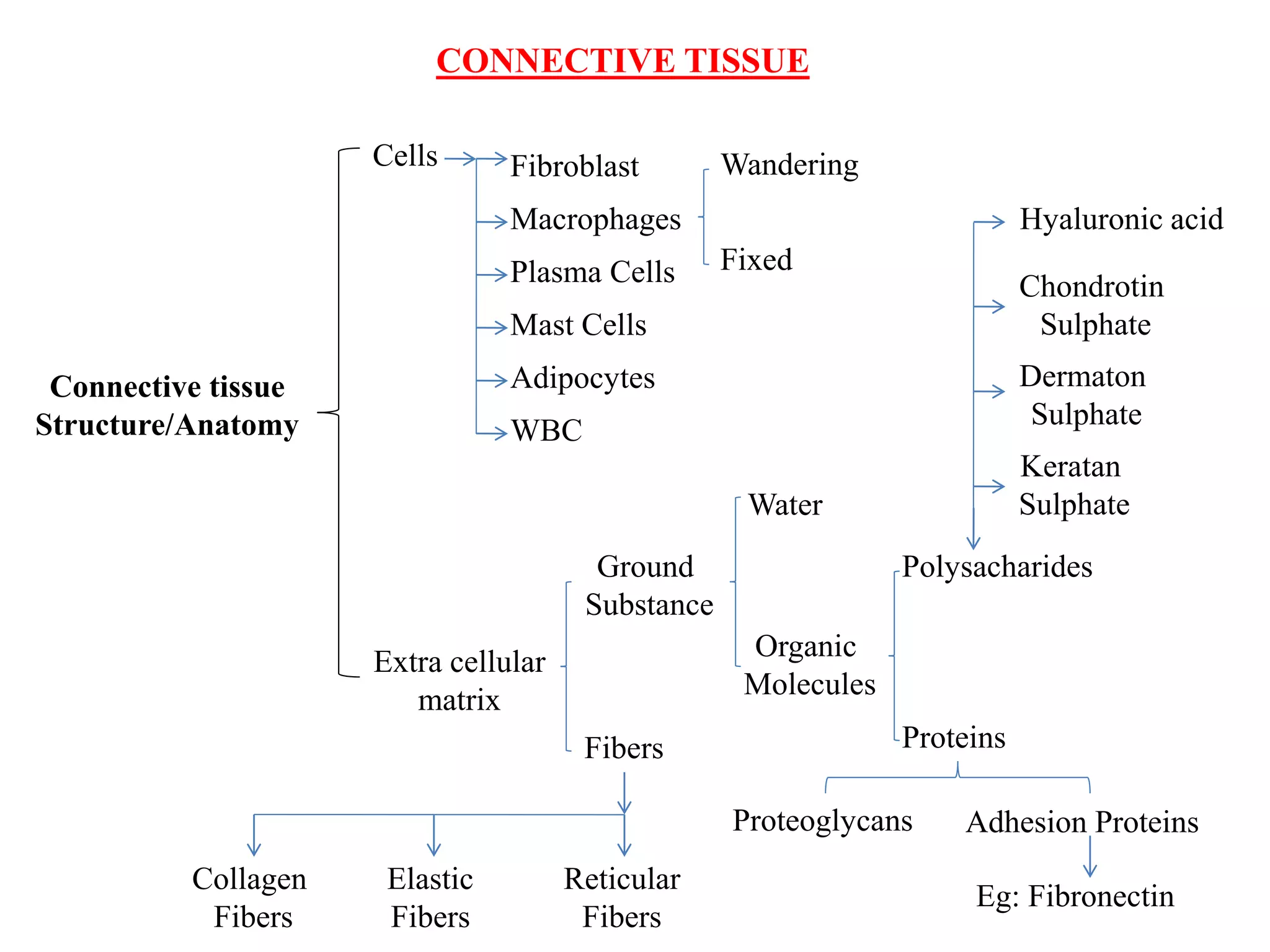 CONNECTIVE TISSUE
Connective tissue
Structure/Anatomy
Cells
Extra cellular
matrix
Fibroblast
Macrophages
Plasma Cells
Mast Cells
Adipocytes
WBC
Wandering
Fixed
Ground
Substance
Fibers
Collagen
Fibers
Elastic
Fibers
Reticular
Fibers
Water
Organic
Molecules
Polysacharides
Proteins
Proteoglycans Adhesion Proteins
Eg: Fibronectin
Hyaluronic acid
Chondrotin
Sulphate
Dermaton
Sulphate
Keratan
Sulphate
 
