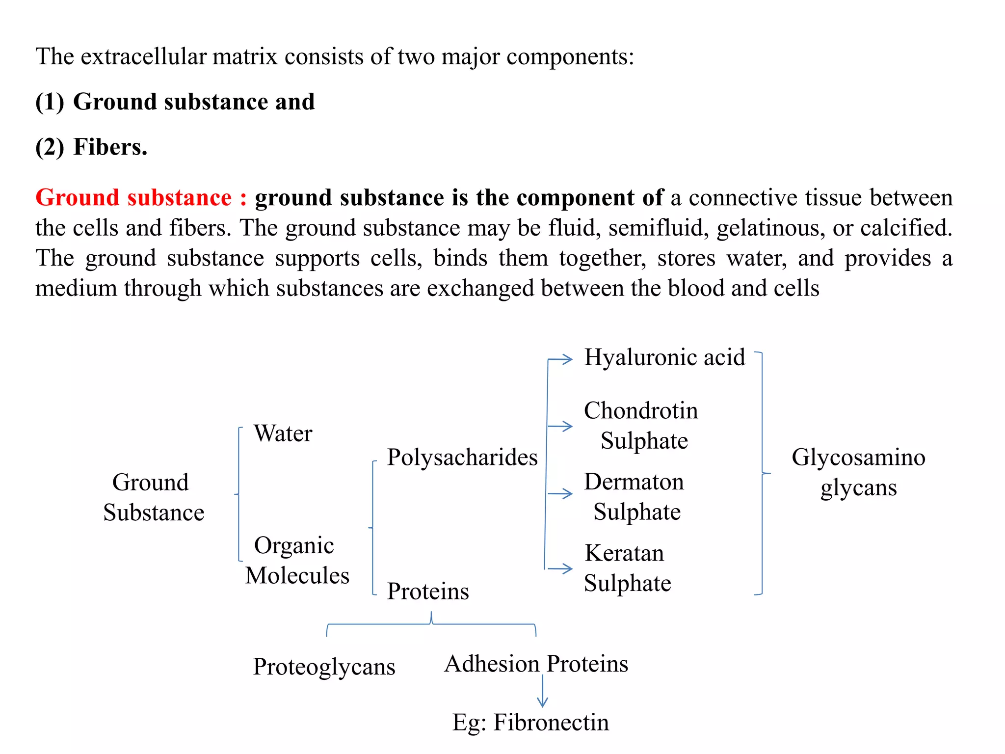 The extracellular matrix consists of two major components:
(1) Ground substance and
(2) Fibers.
Ground substance : ground substance is the component of a connective tissue between
the cells and fibers. The ground substance may be fluid, semifluid, gelatinous, or calcified.
The ground substance supports cells, binds them together, stores water, and provides a
medium through which substances are exchanged between the blood and cells
Ground
Substance
Water
Organic
Molecules
Polysacharides
Proteins
Proteoglycans Adhesion Proteins
Eg: Fibronectin
Hyaluronic acid
Chondrotin
Sulphate
Dermaton
Sulphate
Keratan
Sulphate
Glycosamino
glycans
 